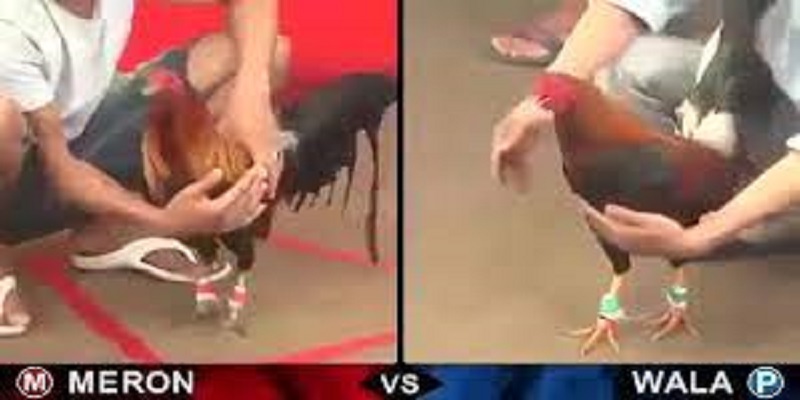 Một số loại hình đá gà trực tuyến phổ biến