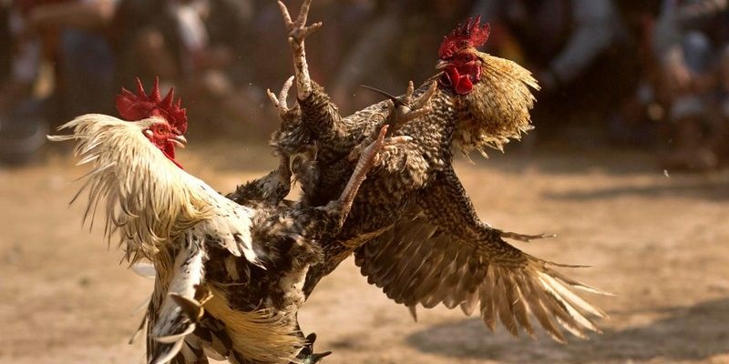 Tìm hiểu về đá gà trực tuyến